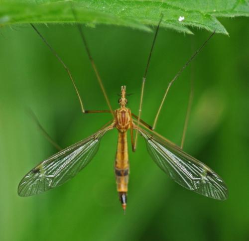Tipula lunata